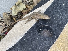 Sceloporus occidentalis