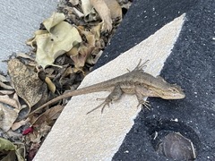 Sceloporus occidentalis
