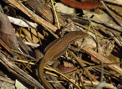 Podarcis virescens