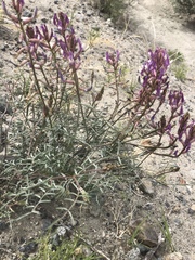 Astragalus casei