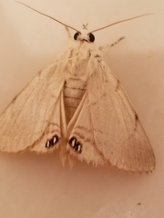 Litoprosopus coachella