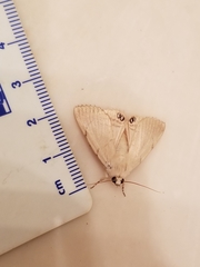 Litoprosopus coachella