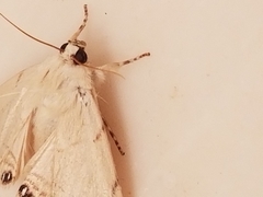 Litoprosopus coachella