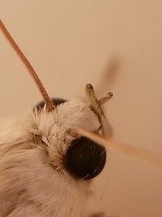 Litoprosopus coachella