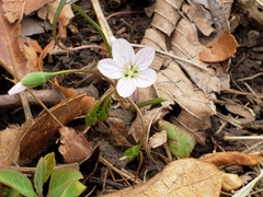 Claytonia virginica