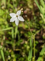 Lithophragma cymbalaria