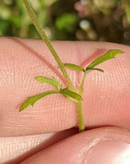 Lithophragma cymbalaria