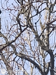 Phylloscopus collybita collybita