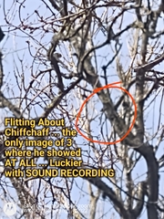 Phylloscopus collybita collybita