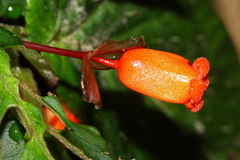 Begonia longirostris