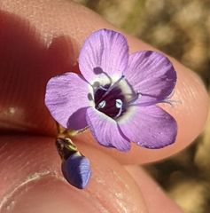 Gilia tenuiflora