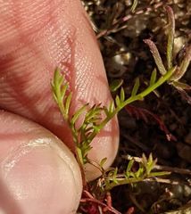 Gilia tenuiflora