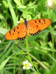 Acraea terpsicore