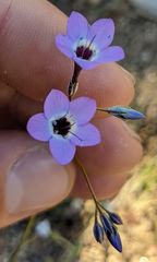 Gilia tenuiflora