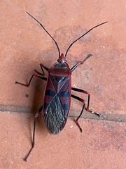 Callibaphus