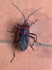 Callibaphus