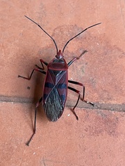 Callibaphus