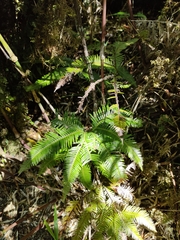 Sticherus quadripartitus