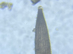 Hyalinonetrion elongatum
