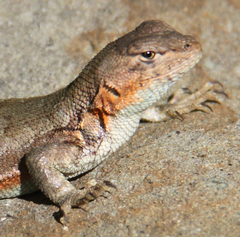 Sceloporus graciosus gracilis