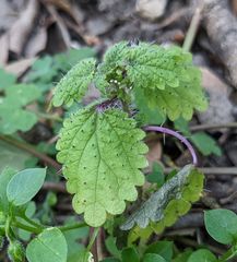 Hesperocnide tenella