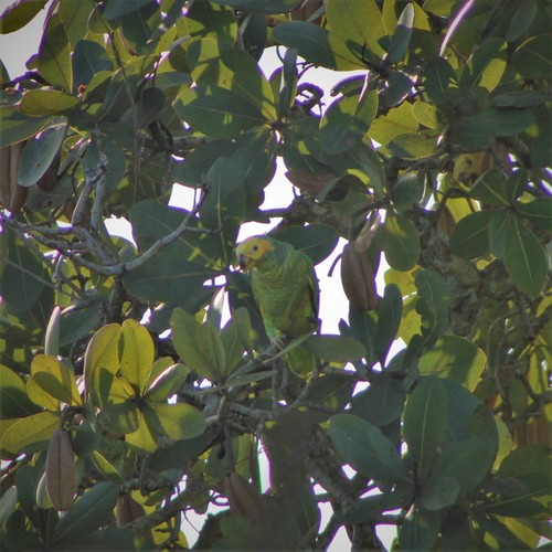 Yellow-faced Parrot (Alipiopsitta xanthops), photo 8