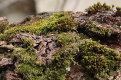 Bryophyta