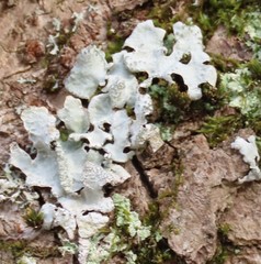Fungi