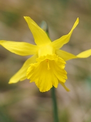 Narcissus minor