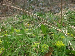 Chrysosplenium oppositifolium
