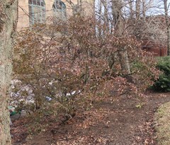 Rhododendron