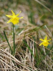 Narcissus minor