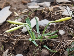 Narcissus minor