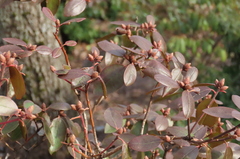 Rhododendron