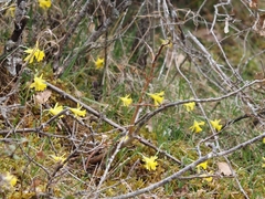 Narcissus minor