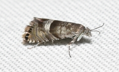 Sereda tautana