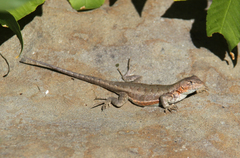 Sceloporus graciosus gracilis