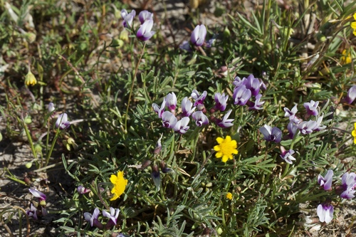 Image of Astragalus tener by (c) Arvel Hernandez, some rights reserved (CC BY)