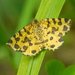 Speckled Yellow - Photo (c) reddad, some rights reserved (CC BY-NC), uploaded by reddad