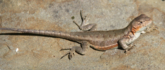 Sceloporus graciosus gracilis