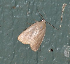 Bagisara rectifascia