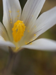 Crocus nevadensis