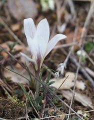 Crocus nevadensis