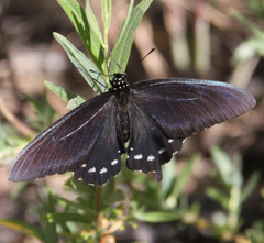 Battus philenor hirsuta
