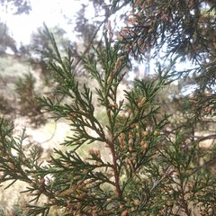Juniperus deppeana deppeana