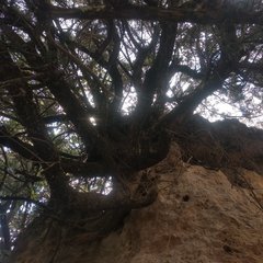 Juniperus deppeana deppeana