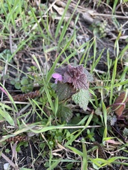 Lamium purpureum