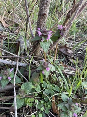Lamium purpureum