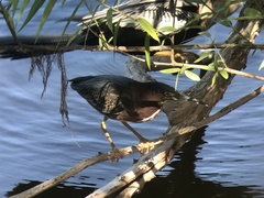 Butorides virescens image