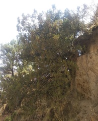 Juniperus deppeana deppeana